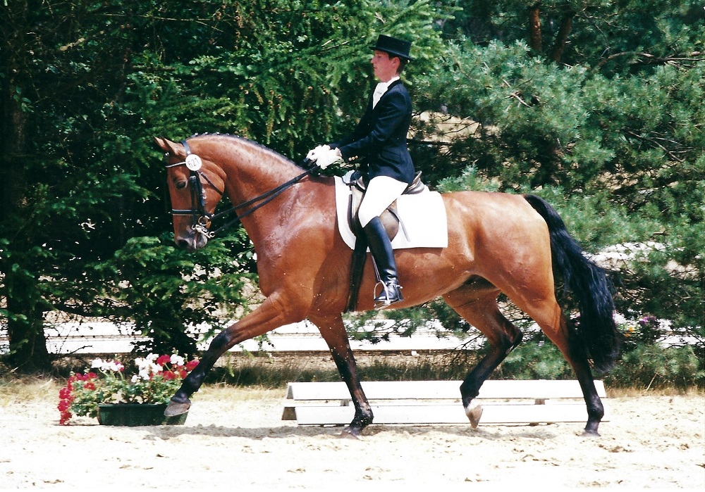 Muchacho<br>v. Maurice - Mutter v. Wenzel I<br>geb. 1993<br>5 und 6 jährig erfolgreich in Dressurpferde Prüfung Klasse L + M<br>7 - 9 jährig siegreich in M*, M** und S* / Sankt Georg<br>Anschließende Erfolge in Klasse S bis zur Teilnahme an der<br>Europameisterschaft Junge Reiter<br>- Mannschaft Gold<br>- Einzel Silber