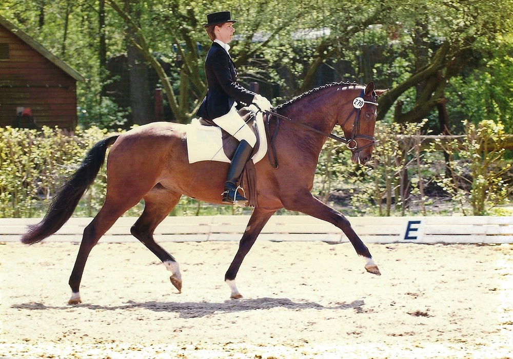 Senorita<br>v. Sugunas XX - Mutter v. Wenzel I<br>geb. 2002<br>5 + 6 jährig erfolgreich in Dressurpferde Prüfung Klasse L + M<br>7 jährig Dressurprüfung Klasse M* + M**<br>8 + 9 jährig Dressurprüfung Klasse M** + S*, Sankt Georg<br>Anschließende Erfolge bis Grand Prix in England