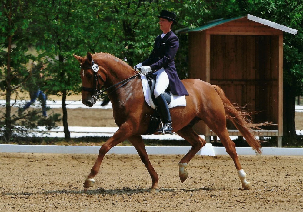 Wexford<br>Waterford - Mutter v. Laurice Crusador<br>geb. 2002<br>5 + 6 jährig erfolgreich in Dressurpferde Prüfung Klasse L + M<br>7 jährig Dressurprüfung Klasse M* + M**<br>8 + 9 jährig Dressurprüfung Klasse M** + S*<br><br>