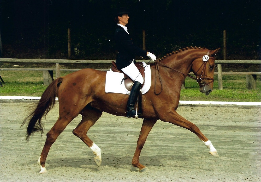 Capriciella<br>Cordoba - Mutter v. Wenzel I<br>geb. 2002<br>5 + 6 jährig erfolgreich Dressurpferde Prüfung Klasse L + M mit Teilnahme am Bundeschampionat 2008<br>7 + 8 jährig Dressurprüfung Klasse M** siegreich<br>9 jährig Dressurprüfung Klasse M** + S* plaziert<br>Anschließende Erfolge in Klasse S** und Teilnahme an der Europameisterschaft<br>Junge Reiter.