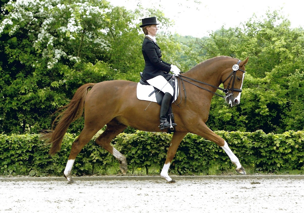 Lilitho<br>Lauries Crusador XX - Mutter v. Matcho AA<br>geb. 2008<br>5 + 6 jährig erfolgreich Dressurpferde Prüfung Klasse L + M<br>7 + 8 jährig Dressurprüfung Klasse M* + M**<br>9 jährig Dressurprüfung Klasse S* plaziert<br>Zur Zeit erfolgreich in Bayern.